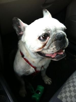 Peggy, preciosa bulldog francés de 6 años en adopción.