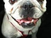 Peggy, preciosa bulldog francés años adopción