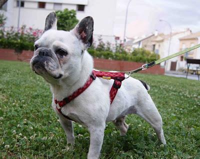 Peggy, preciosa bulldog francés de 6 años en adopción.