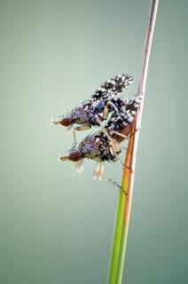 Para ampliar Trypetoptera punctulata (Scopoli, 1763) hacer clic