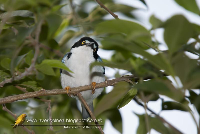 Frutero cabeza negra (Hooded tanager)