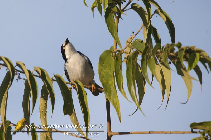 Frutero cabeza negra (Hooded tanager)