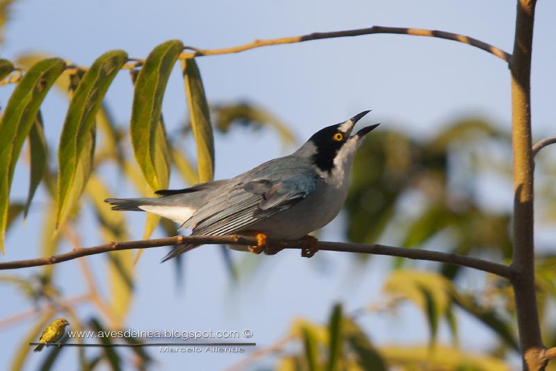 Frutero cabeza negra (Hooded tanager)
