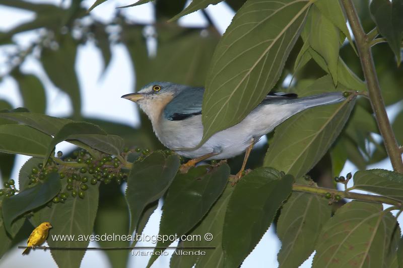 Frutero cabeza negra (Hooded tanager)