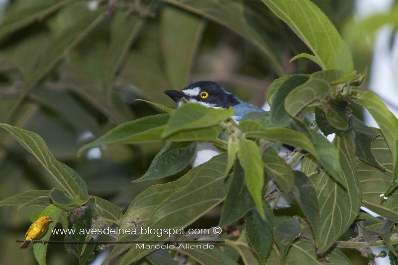 Frutero cabeza negra (Hooded tanager)