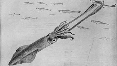 El calamar es un cefalópodo