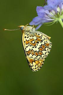 Para ampliar Melitaea phoebe (Denis & Schiffermüller, 1775) Doncella mayor, de la centaurea hacer clic