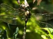 Boyeria irene (Fonscolombe, 1838)