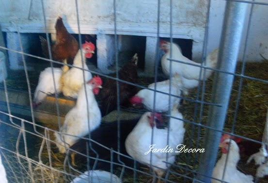 gallinas-en-el-gallinero