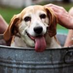 cómo bañar al perro