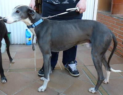 Estos dos bellisimos galgos necesitan ADOPCIÓN URGENTE. (Extremadura)