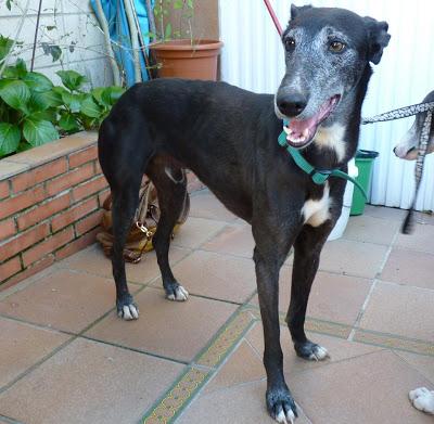 Estos dos bellisimos galgos necesitan ADOPCIÓN URGENTE. (Extremadura)