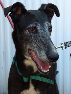 Estos dos bellisimos galgos necesitan ADOPCIÓN URGENTE. (Extremadura)