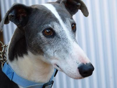 Estos dos bellisimos galgos necesitan ADOPCIÓN URGENTE. (Extremadura)