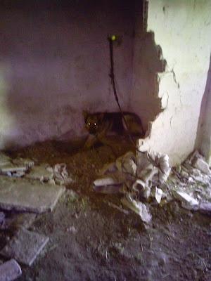 LLAMAMIENTO URGENTE!! En una vieja estación han encontrado 6 animales atados en unas condiciones deplorables. SE NECESITA AYUDA. (Jaen)