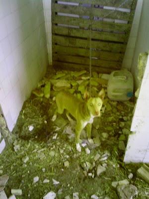 LLAMAMIENTO URGENTE!! En una vieja estación han encontrado 6 animales atados en unas condiciones deplorables. SE NECESITA AYUDA. (Jaen)