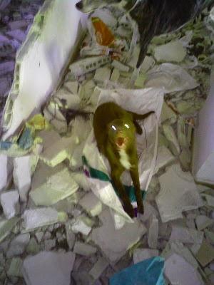 LLAMAMIENTO URGENTE!! En una vieja estación han encontrado 6 animales atados en unas condiciones deplorables. SE NECESITA AYUDA. (Jaen)