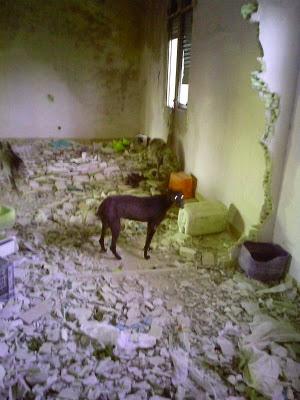 LLAMAMIENTO URGENTE!! En una vieja estación han encontrado 6 animales atados en unas condiciones deplorables. SE NECESITA AYUDA. (Jaen)