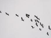 Escuadrón Cabeza hueso