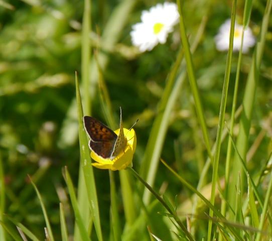 Mariposas nuevas