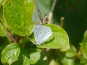 Mariposas nuevas