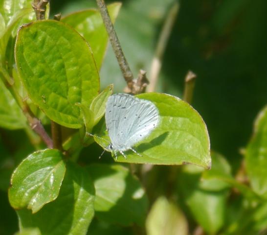 Mariposas nuevas