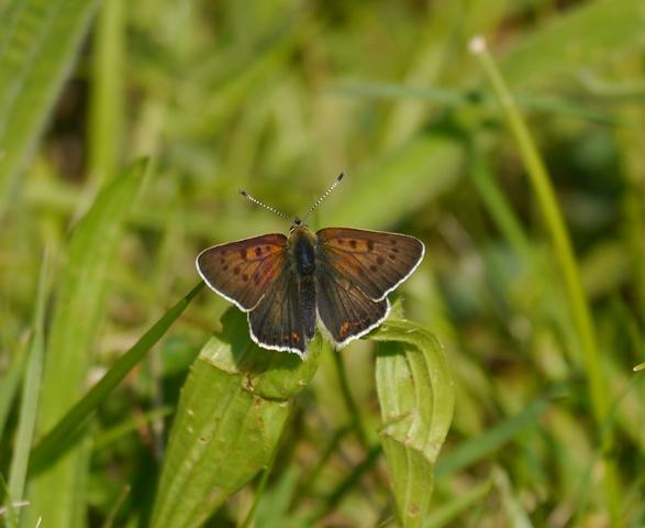 Mariposas nuevas