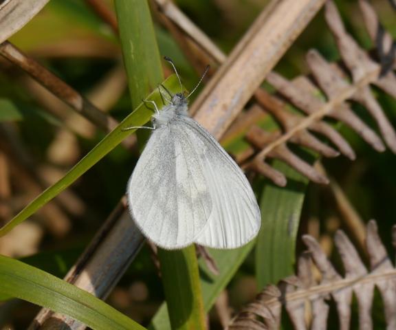 Mariposas nuevas