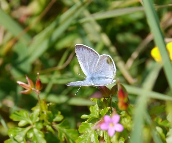 Mariposas nuevas