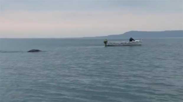 monstruo de Lough Foyle, Irlanda