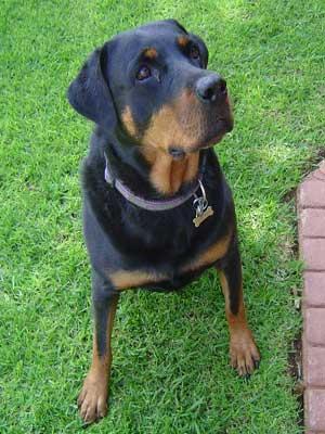 raza rottweiler