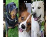 razas perros inteligentes