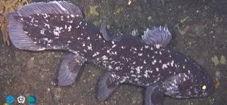 Genoma del Pez que Apenas Ha Evolucionado en 300 Millones de Años