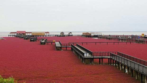 La Playa Roja de Panjin, China