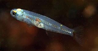 Falsos chanquetes. Un aperitivo sorprendente