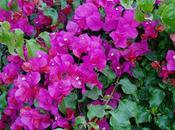 Plantas pocos cuidados