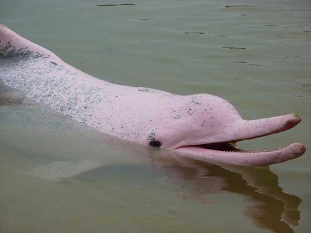 delfín rosado del Amazonas
