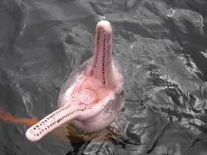 delfín rosado del Amazonas