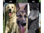 razas perros inteligentes (II)