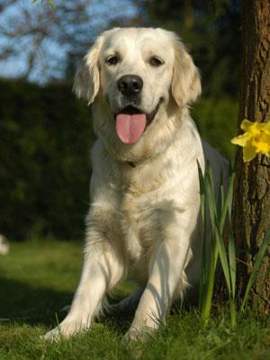 golden retriever