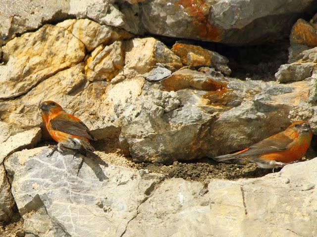 NAVARRO PIRINEO BIRD (SPAIN)-AVES DEL PIRINEO NAVARRO(ESPAÑA)