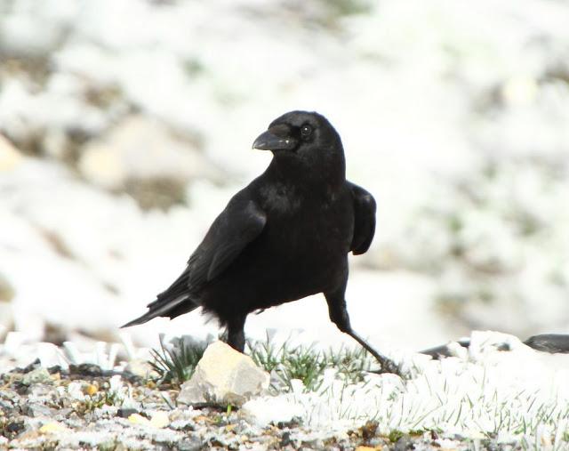 NAVARRO PIRINEO BIRD (SPAIN)-AVES DEL PIRINEO NAVARRO(ESPAÑA)