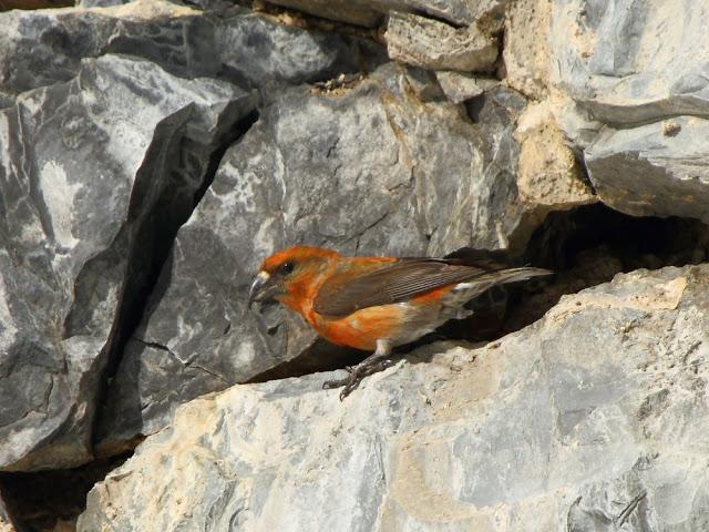 NAVARRO PIRINEO BIRD (SPAIN)-AVES DEL PIRINEO NAVARRO(ESPAÑA)
