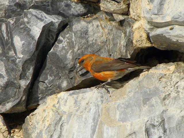 NAVARRO PIRINEO BIRD (SPAIN)-AVES DEL PIRINEO NAVARRO(ESPAÑA)