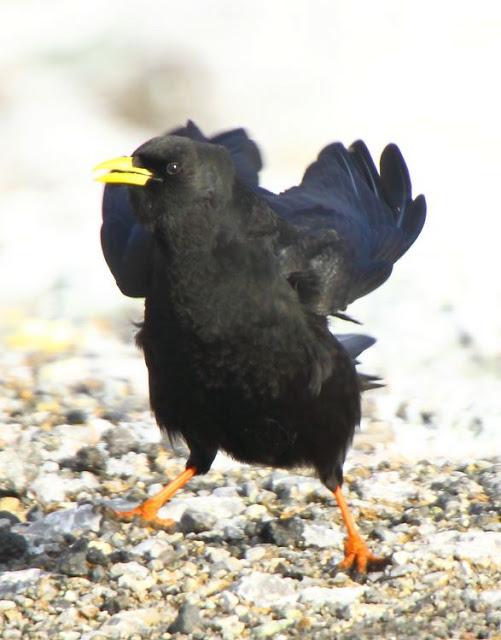 NAVARRO PIRINEO BIRD (SPAIN)-AVES DEL PIRINEO NAVARRO(ESPAÑA)