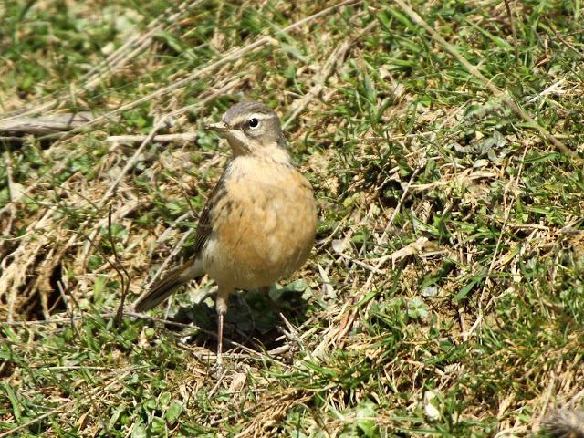 NAVARRO PIRINEO BIRD (SPAIN)-AVES DEL PIRINEO NAVARRO(ESPAÑA)