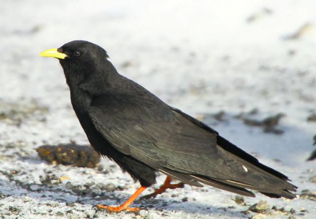 NAVARRO PIRINEO BIRD (SPAIN)-AVES DEL PIRINEO NAVARRO(ESPAÑA)