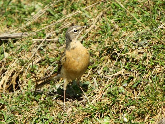NAVARRO PIRINEO BIRD (SPAIN)-AVES DEL PIRINEO NAVARRO(ESPAÑA)