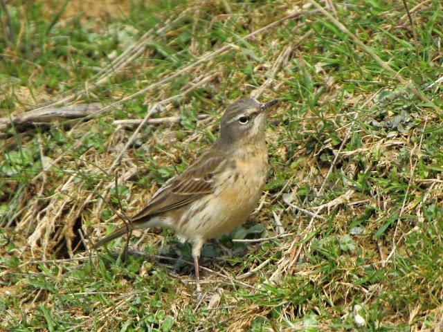 NAVARRO PIRINEO BIRD (SPAIN)-AVES DEL PIRINEO NAVARRO(ESPAÑA)