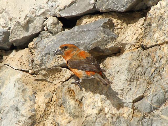 NAVARRO PIRINEO BIRD (SPAIN)-AVES DEL PIRINEO NAVARRO(ESPAÑA)